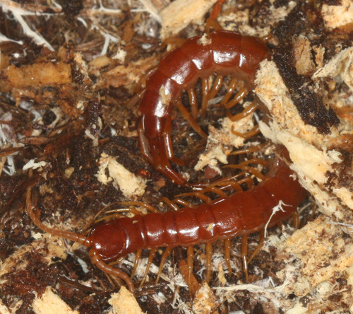Scolopocryptops spinicaudus