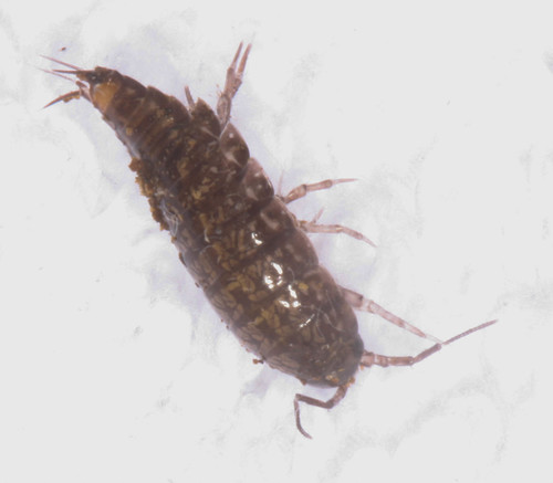 Ligidium gracile