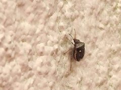 Eysarcoris guttigerus