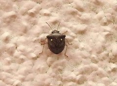 Eysarcoris guttigerus