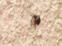 Eysarcoris guttigerus