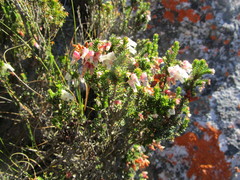 Erica glomiflora