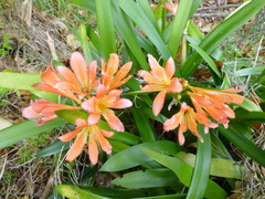 Clivia miniata