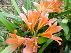 Clivia miniata