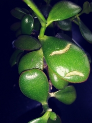 Crassulaceae