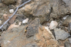 Trachypetrella anderssonii