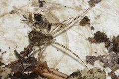 Episinus maculipes