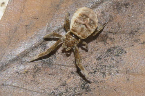 Triangle spider