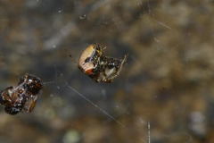 Parasteatoda lunata
