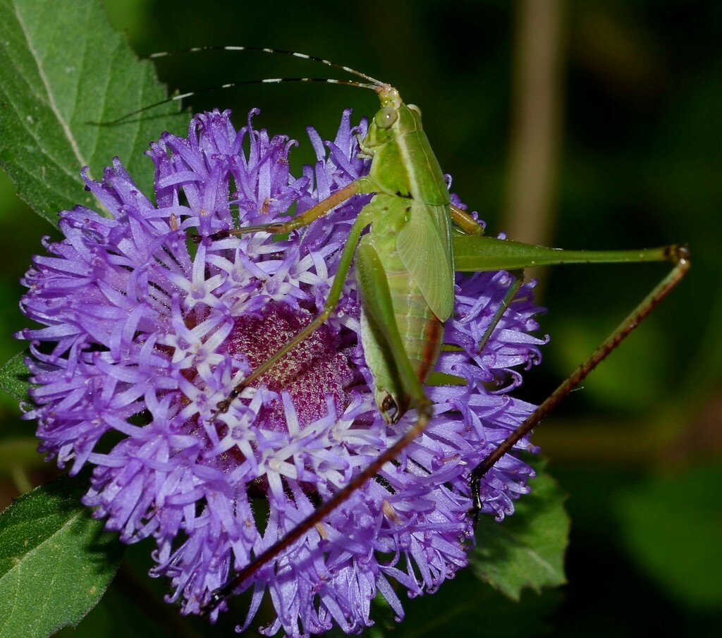 Scudderia paronae