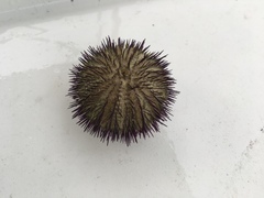 Temnopleurus alexandri