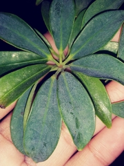 Magnoliopsida