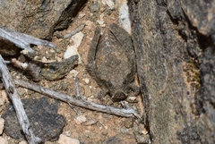 Trachypetrella anderssonii