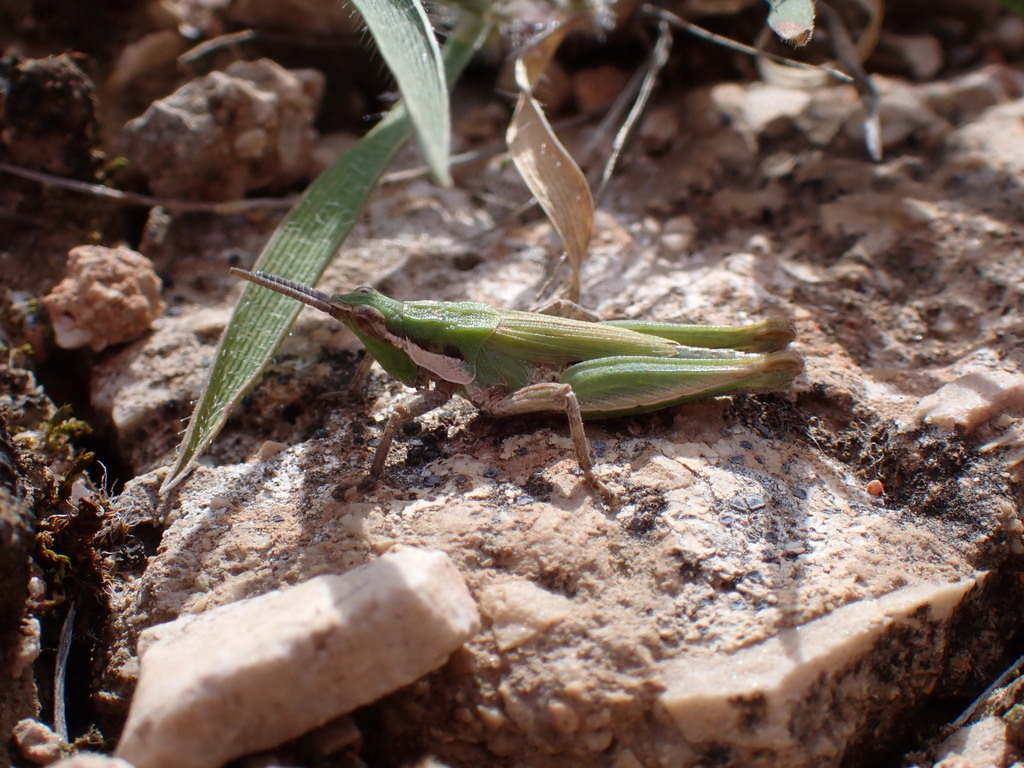 Pyrgomorpha lepineyi