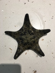 Anthenea sidneyensis