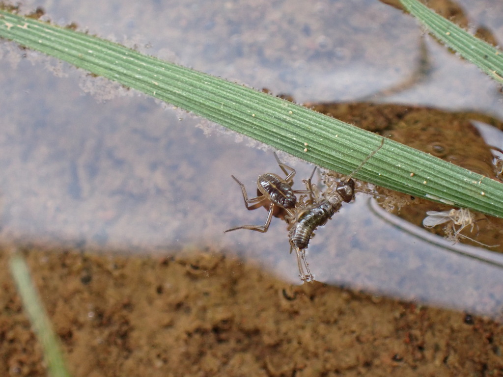 Water Crickets from Province d’Ifrane, Maroc on March 30, 2023 at 1045