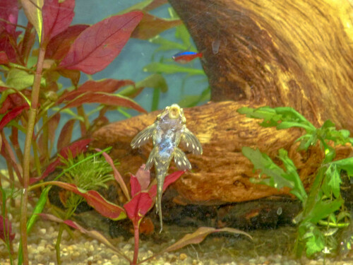 Hypancistrus contradens