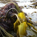 Golden Kelp - Photo (c) Svenja Heesch, some rights reserved (CC BY-NC), uploaded by Svenja Heesch