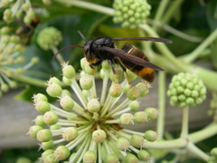 Vespa velutina nigrithorax