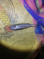 Atherinomorus vaigiensis