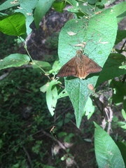 Astraptes