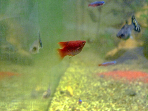Platy