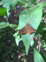 Astraptes