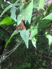 Astraptes