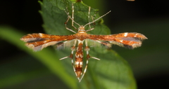 Geina tenuidactylus