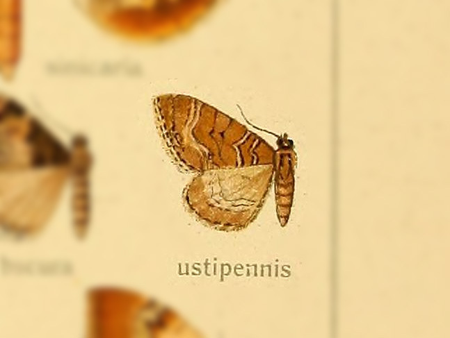 Colostygia ustipennis