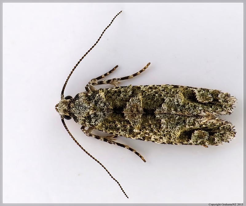 Lysiphragma howesii