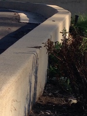 Sceloporus occidentalis