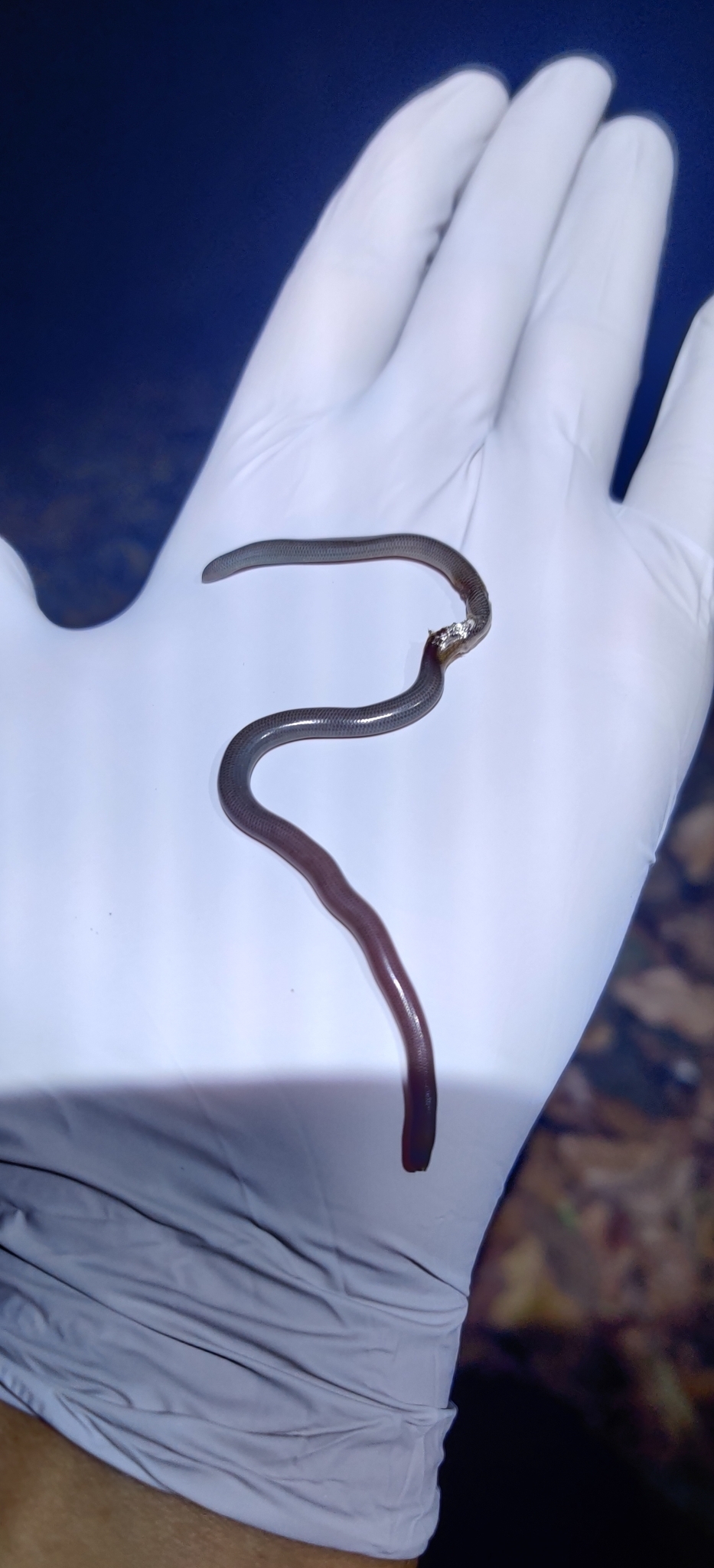 Montiserrat Worm Snake photo 3