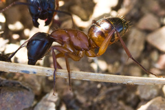 Camponotus semitestaceus