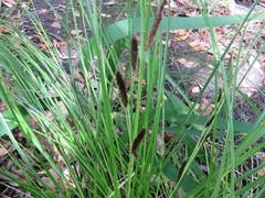 Carex flagellifera