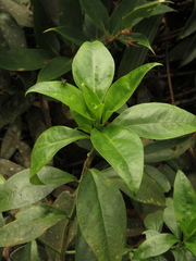 Symbolanthus