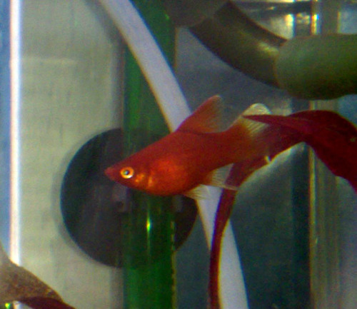 Platy