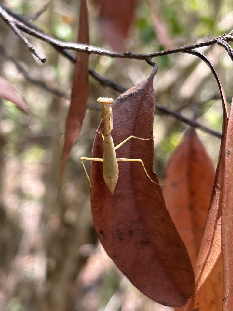 Callimantis antillarum desde Puerto Rico, Ponce, Puerto Rico, US el 25 ...