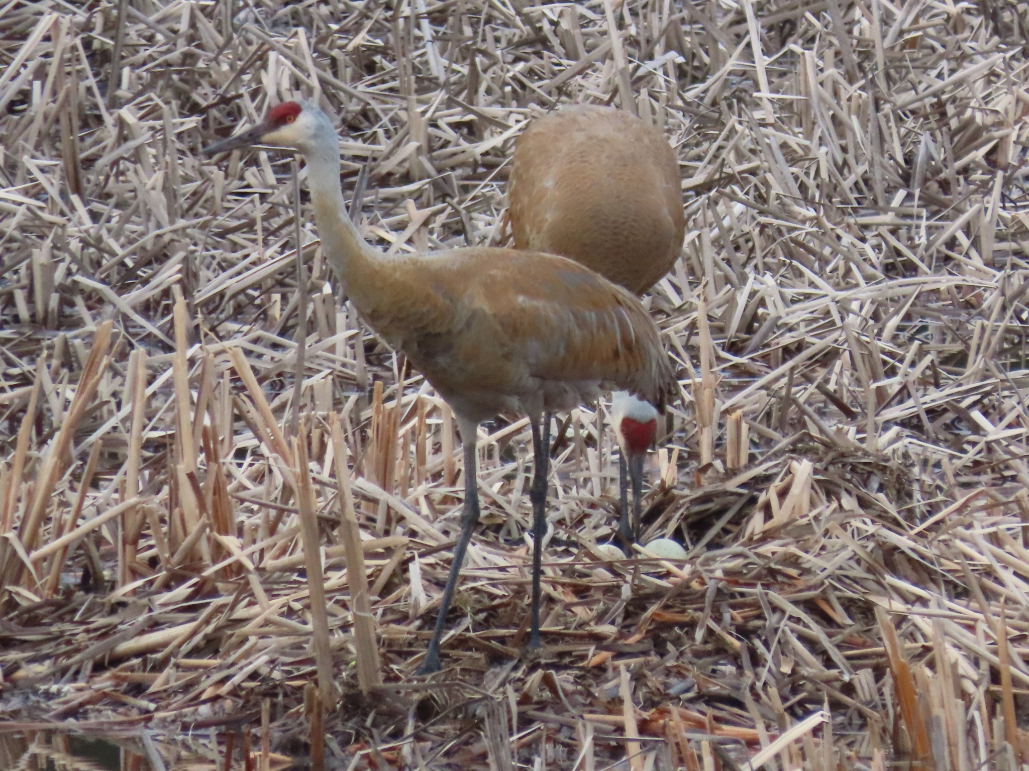 Sandhill Crane