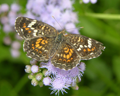 Phyciodes phaon