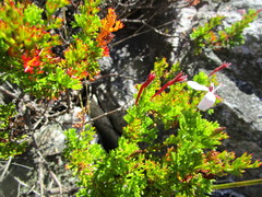 Pelargonium ternatum