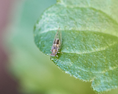 Bactericera cockerelli