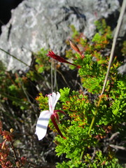 Pelargonium ternatum