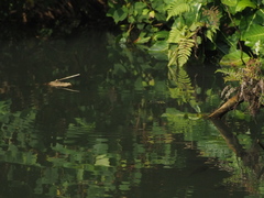 Epophthalmia elegans