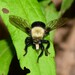 Laphria flavicollis - Photo (c) Royal Tyler, some rights reserved (CC BY-NC-SA), uploaded by Royal Tyler