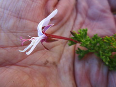 Pelargonium ternatum
