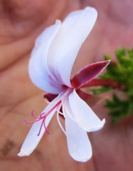 Pelargonium ternatum