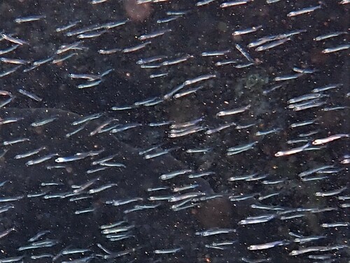 Samoan hardyhead (Hypoatherina temminckii) — Atherinidae — 4