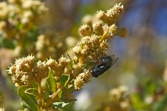 Compsomyiops callipes