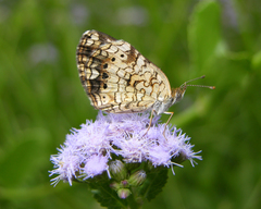 Phyciodes phaon